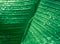 Green banana leaf with dew drop fresh nature wallpaper