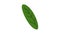 Green banana leaf icon animation