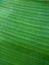 Green banana leaf natural background. Ecological healthy wallpaper. Horizontal line greenery texture. Fresh summer or spring