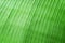 Green banana leave nature texture background for design