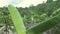 Green banana plants in the small field at the forest.