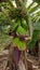 Green banana tree. Banana mud. Banana flower. Banana honey. Green bannana