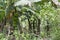 Green Banana tree in the rainforest of Amazon River basin in South America