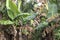 Green Banana tree in the rainforest of Amazon River basin in South America