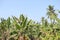 Green Banana trees with blue sky background - South India - Kerala tourism