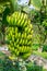 Green Bananas fruit on the tree planting in the vegetable garden