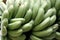 Green Bananas Plantain Fruit on a Tree