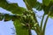 Green bananas ripen on a branch of banana tree