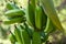 Green bananas ripen on a branch of banana tree