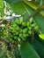 Green bananas still on the tree. Plants,agriculture,farms