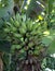 Green bananas still on the tree. Plants,agriculture,farms