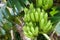 Green bananas on tree