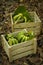 Green bananas in wood boxes