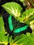 Green Banded Swallowtail Butterfly at rest on Coleus