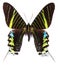 Green-banded urania Urania leilus butterfly isolated