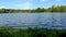 Green bank of a lake in the wind, time lapse