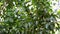 Green Banyan tree and leaves