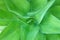 Green barbados plant