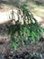 Green barbed natural fresh branch of a spruce pine tree in a coniferous forest