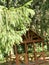 Green barbed natural fresh branch of a spruce pine tree in a coniferous forest