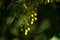 Green barberry fruit backlit by the sun