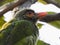 Green barbet