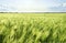 Green barley cereal field and sky