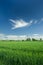 Green barley cereal, trees and white cloud in the sky