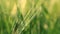 Green barley close-up