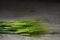 Green barley ears on dark rustic wood