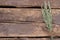 Green barley ears on rustic wooden background.