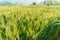 Green barley in farm with nature light