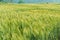 Green barley in farm with nature light