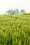 Green barley in farm with nature light