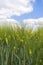 Green barley fied with clouds.