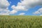 Green barley field and cloudscape