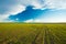 Green Barley Field, Early Spring. Agricultural