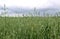 Green barley field on a summer day