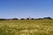 Green barley field with unriped ears in front of village in middle bohemian region of Czech Republic.