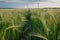 Green Barley Field With Wind Turbines. Generative AI