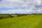 Green barley fields