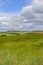 Green barley landscape