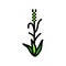 green barley plant color icon vector illustration