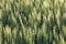 Green barley stalks growing in an Idaho farm field.
