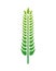 Green barley wheat spike nature icon