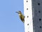 Green-barred Woodpecker (Colaptes melanochloros) in Brazil