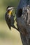 Green barred Woodpecker in forest environment, La Pampa