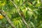 Green-barred woodpecker on the woods