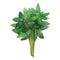 Green basil