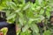 Green basil aromatic spice and medicinal